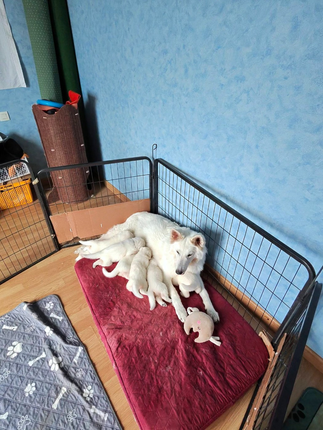 La dernière portée de Punky Chiots dispo le 6/10/26
