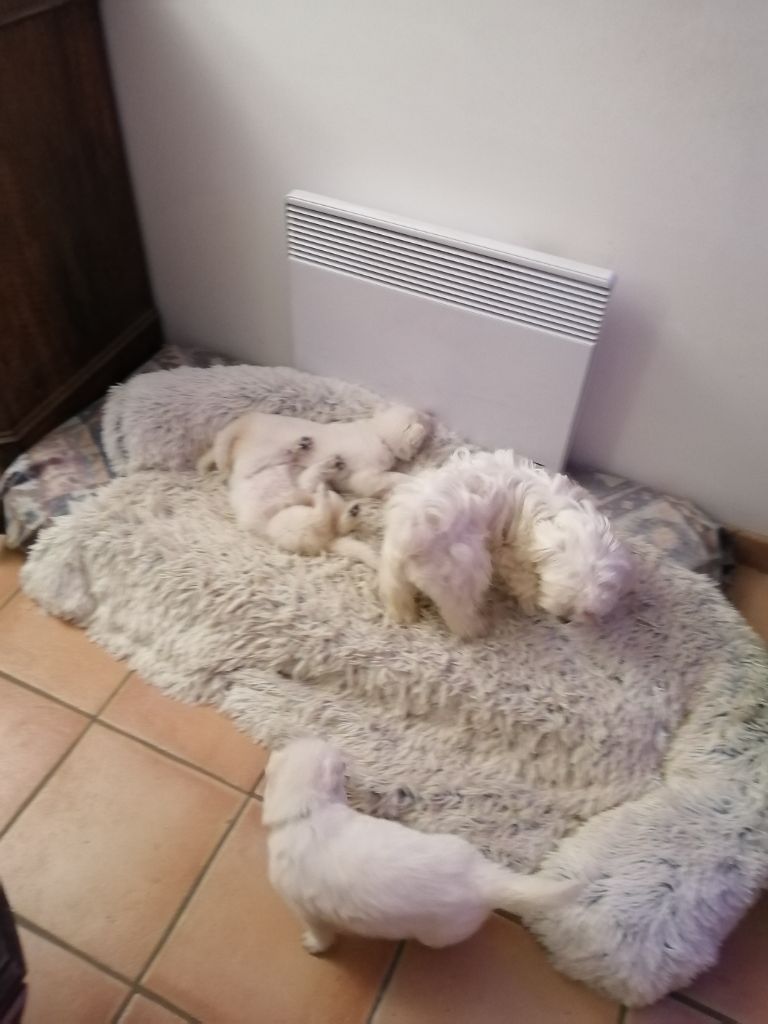 Portée Punky et Pegasus 2023