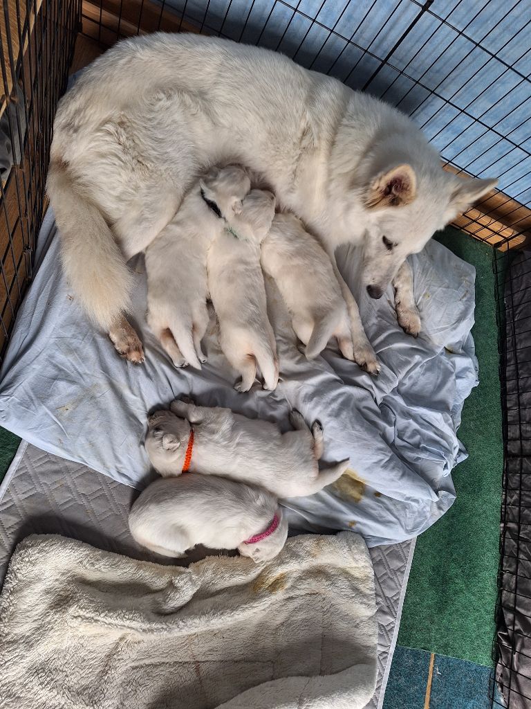 Chiot Berger Blanc Suisse du clan d'eomieu