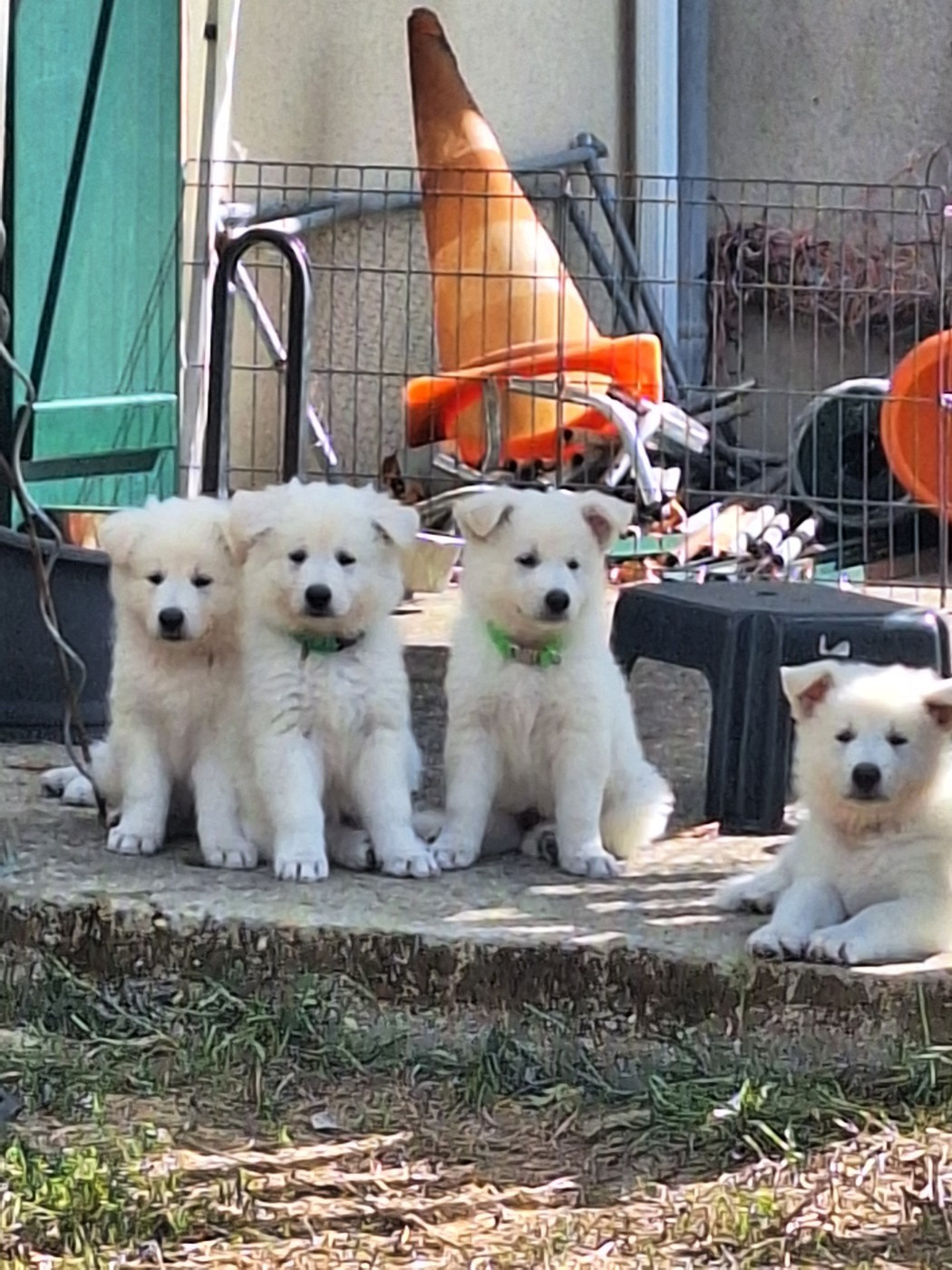 Chiot Berger Blanc Suisse du clan d'eomieu
