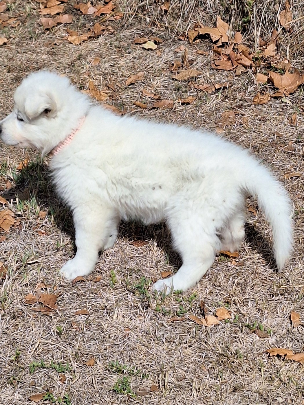 du clan d'eomieu - Chiots disponibles - Berger Blanc Suisse