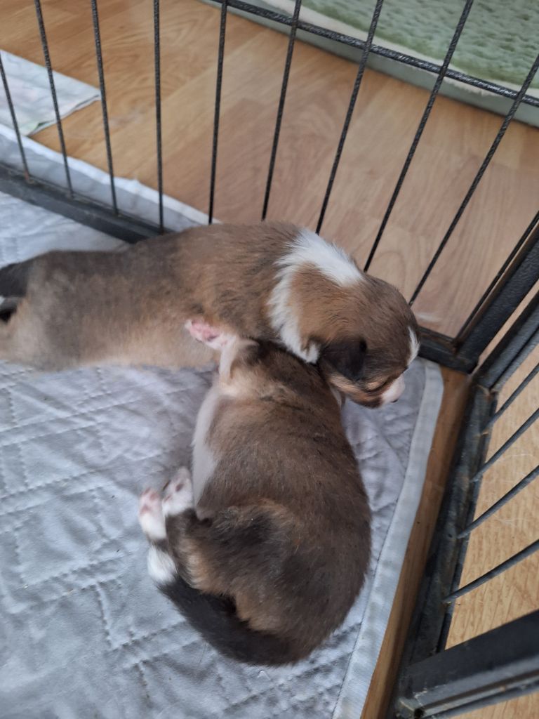 du clan d'eomieu - Chiots disponibles - Shetland Sheepdog