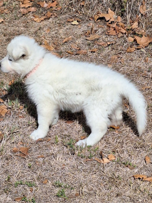 chiot orange