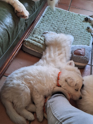 CHIOT orange