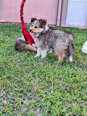 Angel Mâle fauve charbonné