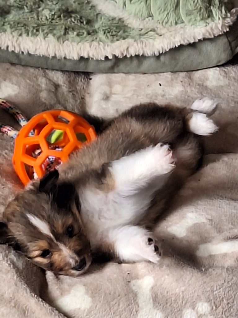 du clan d'eomieu - Chiots disponibles - Shetland Sheepdog